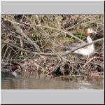 Podiceps cristatus - Haubentaucher 06.jpg